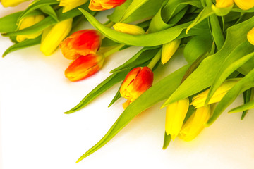 Bright flowers, tulips.
