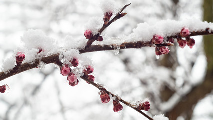 Flowering apricot branch covered with snow
