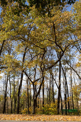 Wonderful autumn days in the city park.