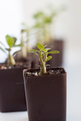 Seedlings are growing. A group of green shoots growing in pots. Green seedlings close -up. Adeniums grow from seeds. Homemade flowers in pots.