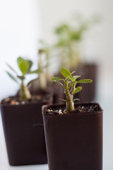 Seedlings are growing. A group of green shoots growing in pots. Green seedlings close -up. Adeniums grow from seeds. Homemade flowers in pots.