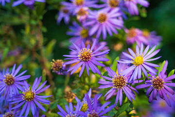 Obraz premium Purple alpine aster flowers in the garden