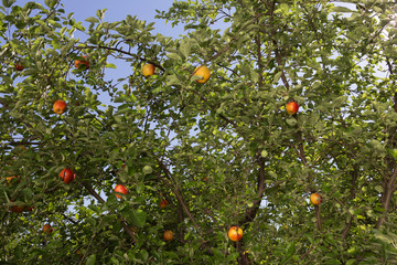 Beautiful apple garden in the sunny day.