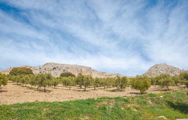 View of countryside with olive trees and mountain.