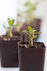 Seedlings are growing. A group of green shoots growing in pots. Green seedlings close -up. Adeniums grow from seeds. Homemade flowers in pots.