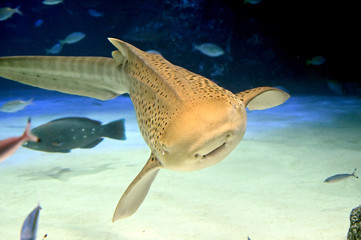 水底をゆっくり悠々と泳ぐトラフザメ（日本の東京池袋サンシャイン水族館） © satou y1
