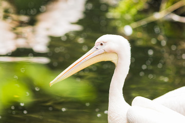 The Pink-backed Pelican or Pelecanus rufescens portrait