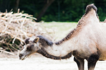 dromedary with his two humps in wild life