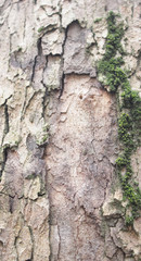 tree bark in the Park is an old tree, a beautiful natural