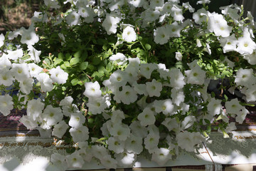 White flowers bell in the sunny ray.