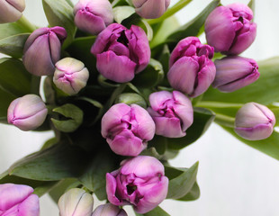 Obraz premium A bouquet of fresh purple tulips is on the table. Concept of a holiday greeting or gift