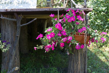Fototapeta na wymiar Ampelous flowers on flowerpot at garden house.