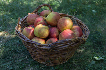 Harvest of apples in the wicker basket.