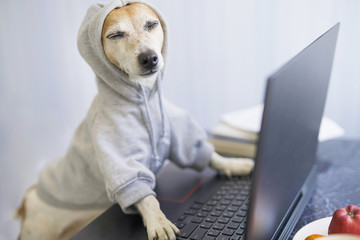 Relaxed smiling dog is working on project online. Using computer laptop. Pet wearing gray...
