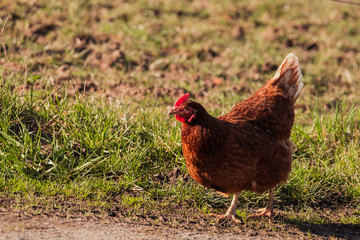 Hähnchen