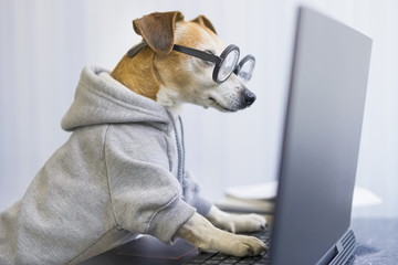 Fototapeta Smart working dog using computer typing on laptop keyboard. Designer freelancer working remotely from home Pet clothes gray jumper hoodie. quarantine Social distancing lifestyle. looking to the screen obraz