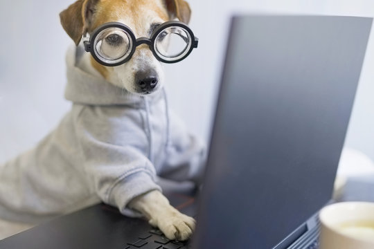 Smart dog in glasses working with computer. Wearing sporty stylish hoodie. Freelancer work from home during quarantine Social distancing lifestyle. Stay at home. Horizontal photo. Funny pet theme