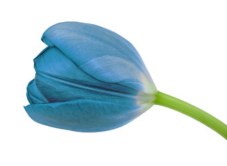 cerulean tulip flower isolated on a white background with clipping path. Close-up. Flower bud on a green stem.