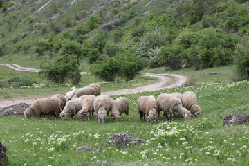 Fototapeta premium Sheep facing each other in a green field.