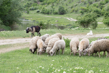 Sheep facing each other in a green field.