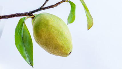 熟れたカリンの実