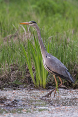 great grey heron