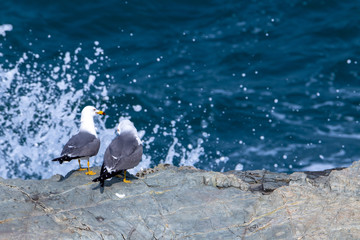 Naklejka premium Seagull couple on the cliff