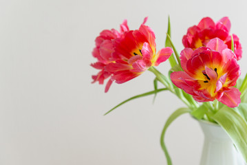 Fresh red tulip flowers bouquet in on white background. Copy space. Valentine Day, Mothers day, birthday concept. Side view