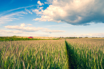 Red car in a cereal field on a sunny summer day