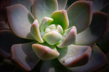 Bright colorful image of nature. Close-up of Echeveria flower with beautiful large water drops