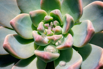 Bright colorful image of nature. Close-up of Echeveria flower with beautiful large water drops