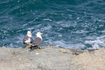 Seagull couple on the cliff