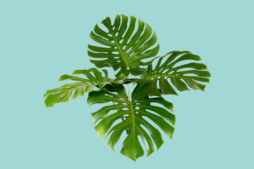 Monstera top view leaf model philodendron isolated on pastel background / copy space - top view