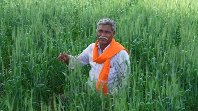 Indian Farmer looking and  observing in green wheat field  
