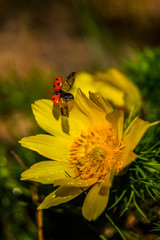 ladybird on yellow flower