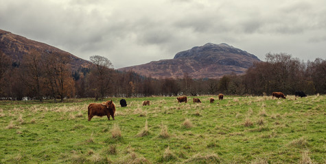 Voyage en Ecosse