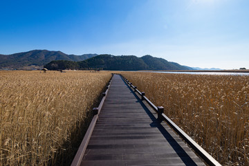Obraz premium Suncheon Bay reeds Wetlands road Boarding board