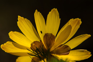 Obraz premium yellow flower on black background