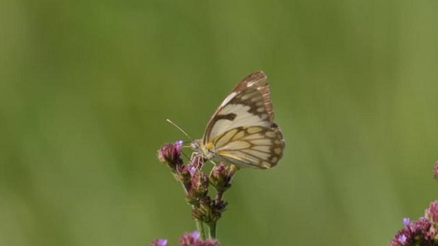 Macro shot of a brown-veined white butterfly sitting atop a tall verbena (purpletop) plant and then flying away.