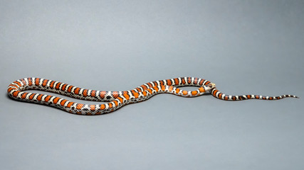 Arizona Mountain Kingsnake Isolated on Grey Background