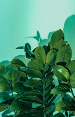 Thickets of dark green foliage of Zamioculcas as a natural background	