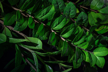 Thickets of dark green foliage of Zamioculcas as a natural background	