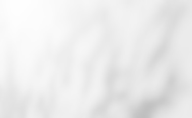 Abstract Shadows, blurred background of gray leaves and natural trees that reflect concrete walls, fallen branches on white wall surfaces for blurred backgrounds and black and white wallpapers.