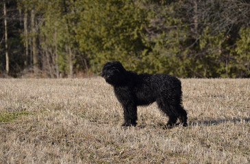 Bouvier Des Flanders 5 month old puppy