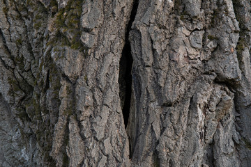A deep crack in the trunk of a fruit tree.