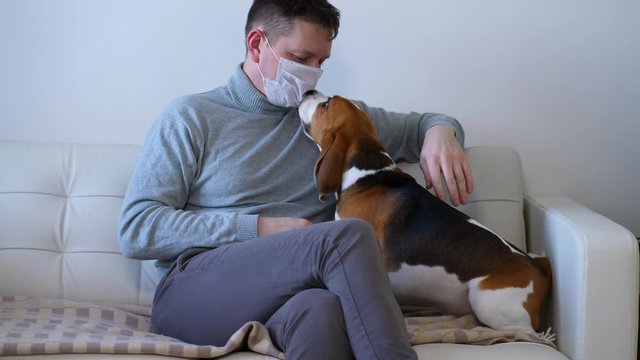 Man place medical mask on face, to protect himself or prevent sickness distribution to family and pets. Dog sit near, wondering of owner actions, sniff guy face, then want to go out