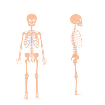 Child boy skeleton anatomy vector