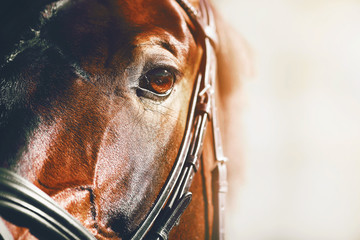 Close-up portrait of a beautiful Bay racehorse illuminated by sunlight.