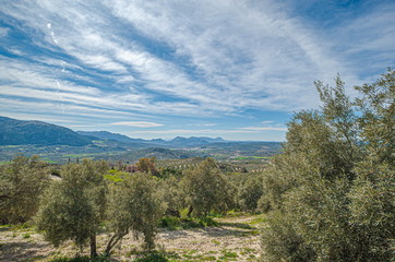 Landscape of olive trees, with mountains background.