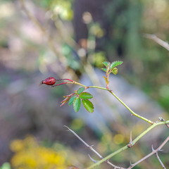 "Rosa Pouzinii" red fruit with blurring background.